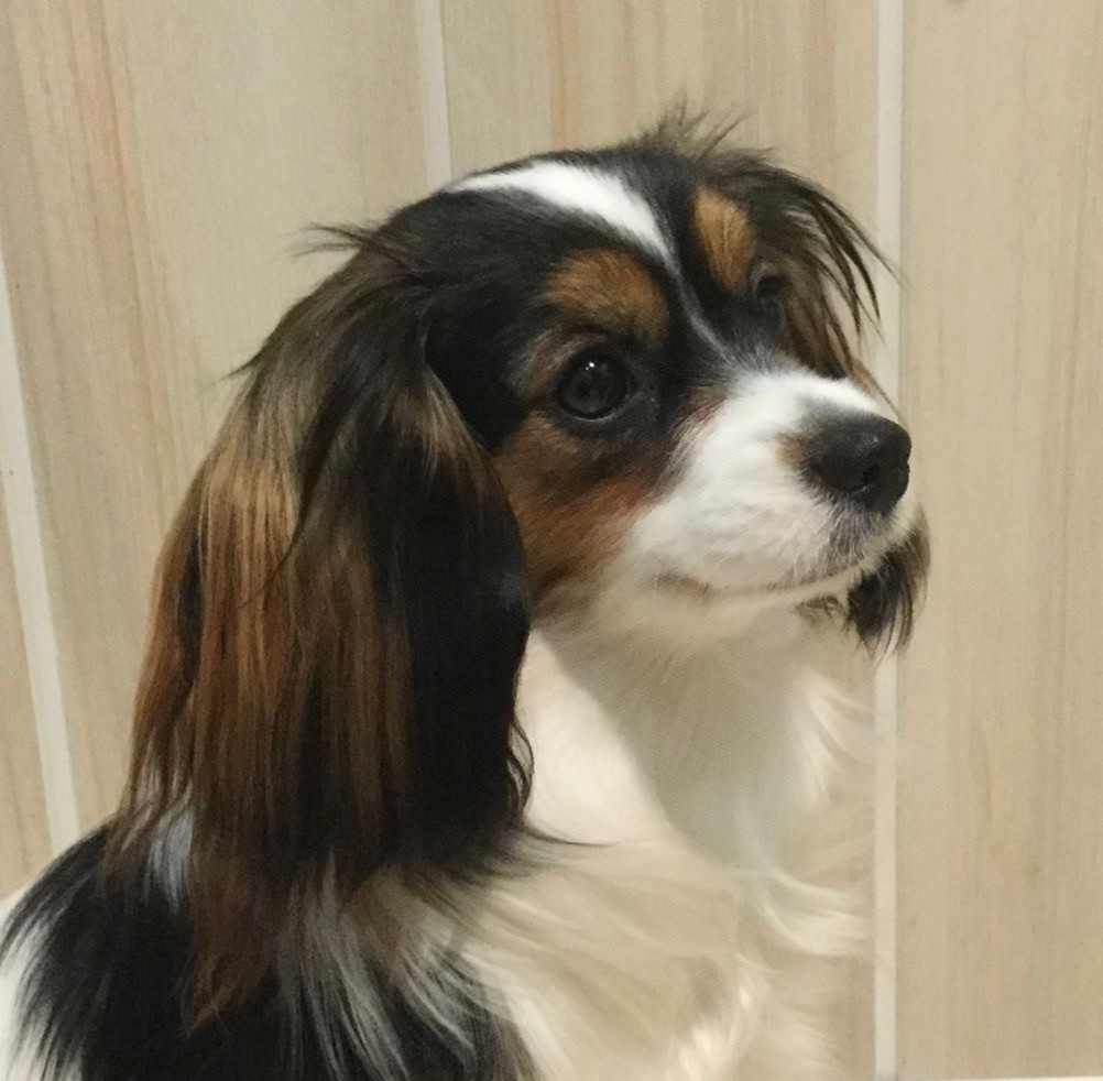 Publication : de l'Acropole des Dieux Auteur : martine DROUILLETTE-GALLAND