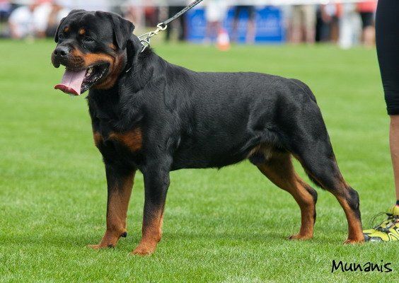 CH. Balou vom norderdiek