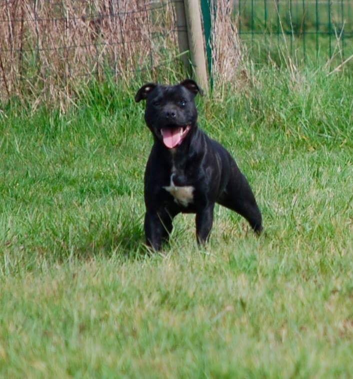 Publication : Zadatis 