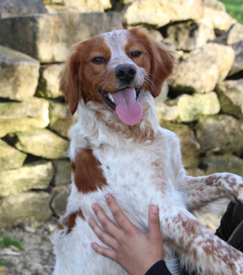 Étalon Epagneul Breton - Oups du Marais de Saintonge