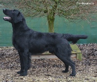 Étalon Flat Coated Retriever - CH. David beckham ola de oro