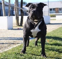 Étalon American Staffordshire Terrier - Jul (Sans Affixe)