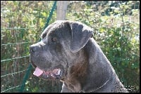 Étalon Cane Corso - Newton du temple de jade