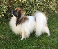 Étalon Epagneul nain Continental (Phalène) - CH. putterflies Dean knight of hell napoléon