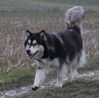 Étalon Alaskan Malamute - Into the wild with dakota Titre Initial