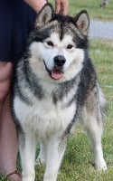 Étalon Alaskan Malamute - Inuk Vlci Severu