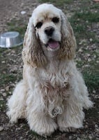 Étalon American Cocker Spaniel - Nice dog of caniland's dream