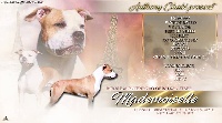 Étalon American Staffordshire Terrier - CH. Mademoisel royal montenegro of balkan staff