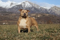 Étalon American Staffordshire Terrier - No pain no gain de la Garde Divine