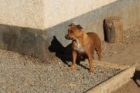 Étalon American Staffordshire Terrier - Massai divin guard de la Garde Divine