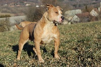 Étalon American Staffordshire Terrier - New demon Blood Soldier