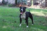 Étalon American Staffordshire Terrier - Mya Du chemin des moulins