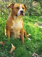 Étalon American Staffordshire Terrier - Mia du Sarmizegetusa Regia