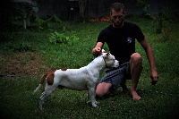 Étalon American Staffordshire Terrier - Ouija (Sans Affixe)