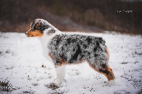 Étalon Berger Australien - testimony Ghost rider