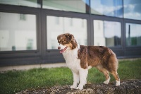 Étalon Berger Australien - CH. Briarridge's queen bee at Mystic Fire