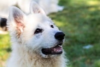 Étalon Berger Blanc Suisse - Okamy de l'esprit Blanc des Montagnes