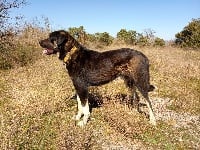 Étalon Berger Kangal - Nephyl hkagho de la Forêt des Quatre Seigneurs