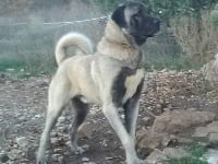 Étalon Berger Kangal - Narlo fajgas de la Forêt des Quatre Seigneurs