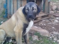 Étalon Berger Kangal - O kartal karnar de la Forêt des Quatre Seigneurs