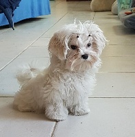 Étalon Bichon maltais - Namour du domaine de l'Aristochien