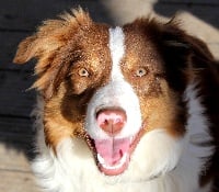 Étalon Border Collie - Odyssée des Coteaux du petit gris