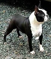 Étalon Boston Terrier - CH. Oups of Cuddle and Beauty