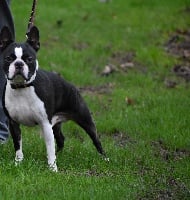 Étalon Boston Terrier - CH. Moi helios de l'esprit du chien