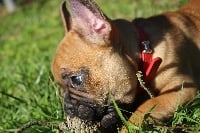 Étalon Bouledogue français - O'lylou Des Terres D'Hades