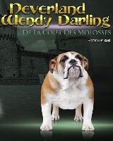 Étalon Bulldog Anglais - Neverland wendy darling De la Cour des Molosses