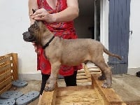 Étalon Cane Corso - Orus-olaf Des Gardiens De Frélouvic