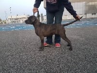 Étalon Cane Corso - Ouegoa Des Gardiens De Frélouvic