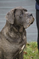 Étalon Cane Corso - Jewel Du Domaine Deyto