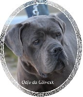 Étalon Cane Corso - Odjo du Gilwesk