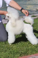 Étalon Caniche - CH. Ludit dite ludivine du domaine de sainte gladyce