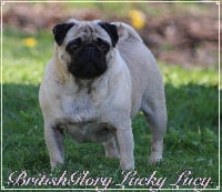 Étalon Carlin - britishglory Lucky lucy