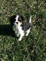 Étalon Cavalier King Charles Spaniel - Ooop's Du Millésime Champenois