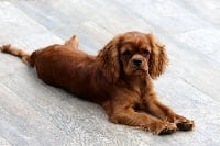 Étalon Cavalier King Charles Spaniel - Ni oui ni non de la Dynastie d'Orkhan