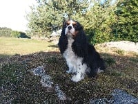 Étalon Cavalier King Charles Spaniel - Maghera de la Cité d'Hinka