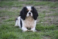 Étalon Cavalier King Charles Spaniel - Nookies Du Pays Melusin