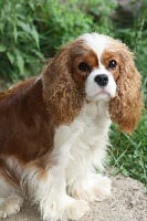 Étalon Cavalier King Charles Spaniel - Nouvelle star Style Organdi