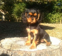 Étalon Cavalier King Charles Spaniel - Orkane du règne des flammes