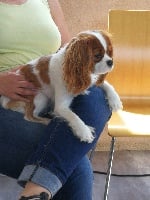 Étalon Cavalier King Charles Spaniel - Noisette dit nami de la bergerie d'argent