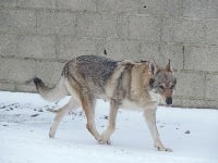 Étalon Chien-loup tchecoslovaque - E'khaala de l'Ame des Loups
