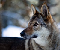 Étalon Chien-loup tchecoslovaque - Phoenix baila lunas