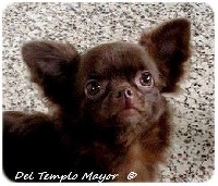 Étalon Chihuahua - Ioko choco pop del Templo Mayor