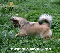 Étalon Chihuahua - O'latika De Maniorte Gabriel