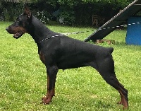 Étalon Dobermann - CH. Mamba Black Cartel