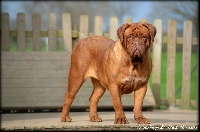 Étalon Dogue de Bordeaux - Quistis trepe z'orisku