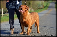 Étalon Dogue de Bordeaux - Queen divine justice Du Ragnarok Dogues